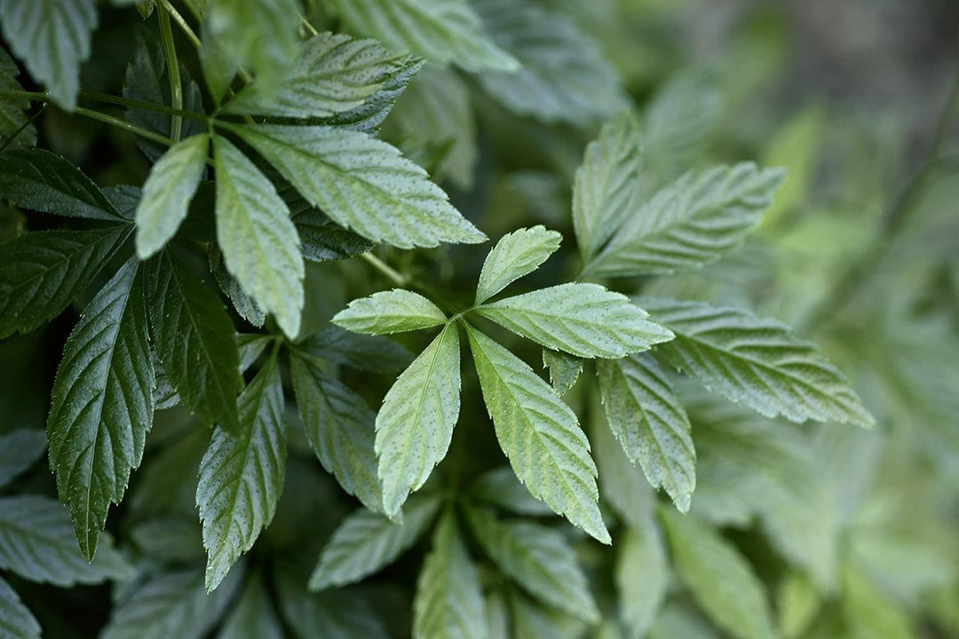 Organic Gynostemma herb seeds