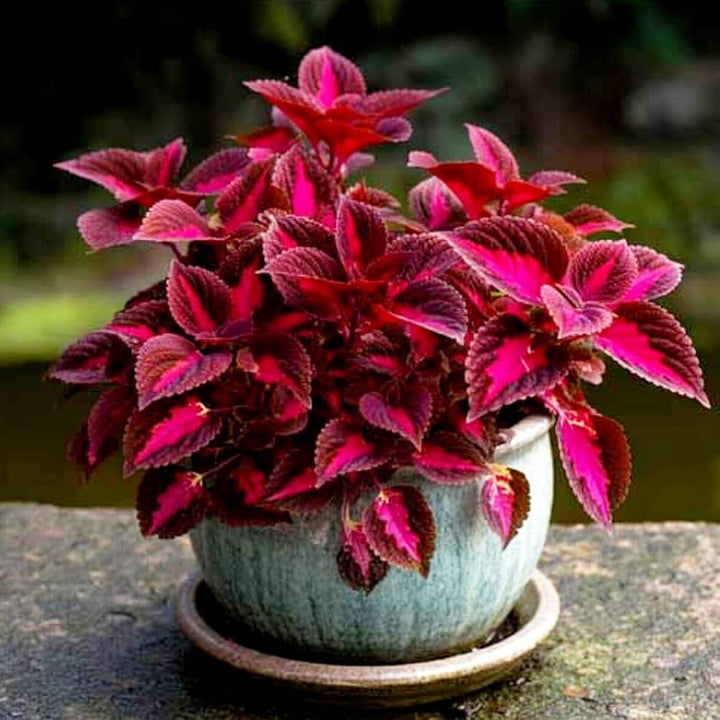 Red Coleus Plant Seeds for Planting – Heirloom Non-GMO High Germination Organic Seeds