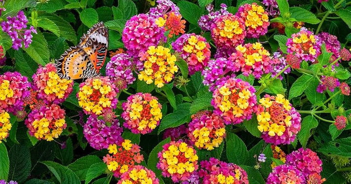 Mixed Dipladenia Flower Seeds – Heirloom, Non-GMO, High Germination Seeds