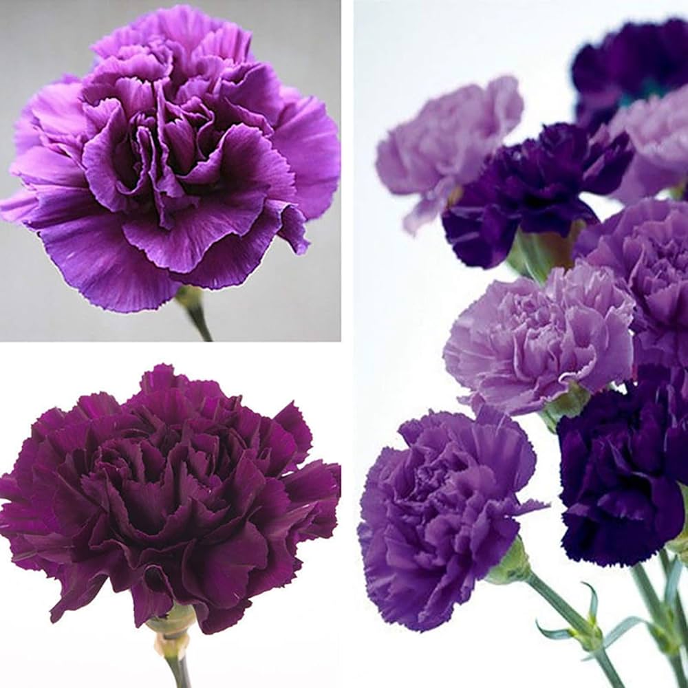 rare carnation flower seeds