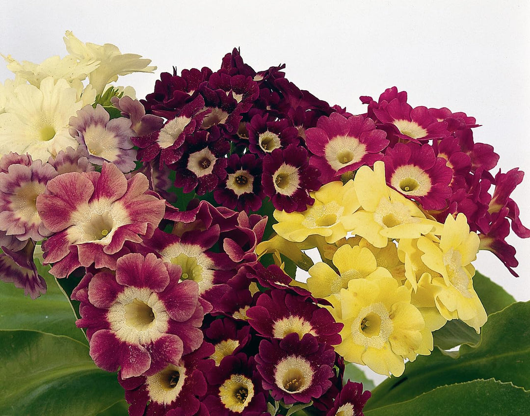 Primula Auricula Blumensamen – Alte Sorte, gentechnikfrei, keimstarke Bio-Gartensamen zum Pflanzen