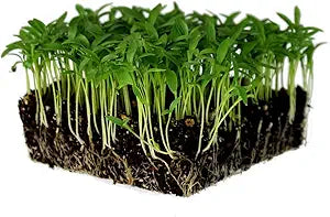 Cilantro Langsam herb seeds