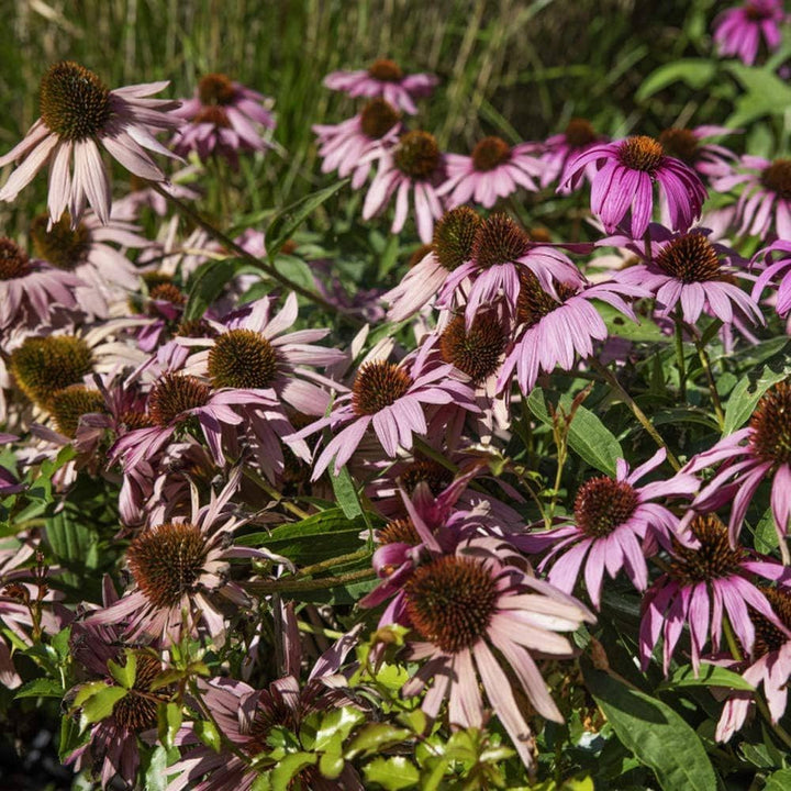 Purple Coneflower Echinacea Seeds for Planting