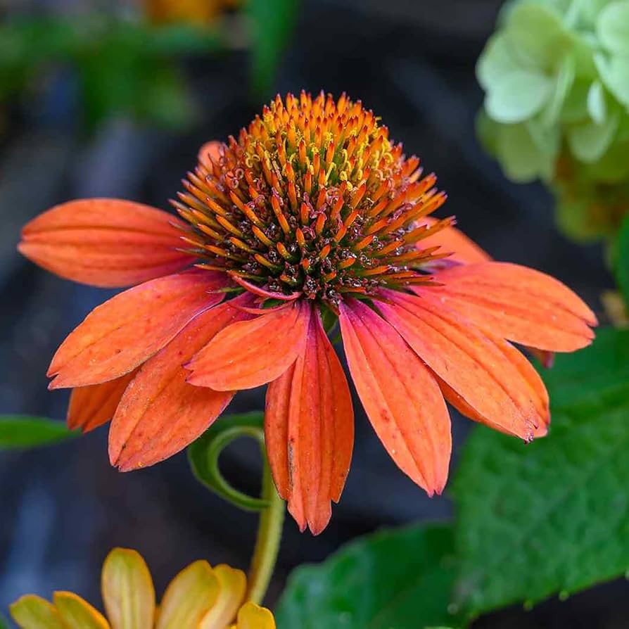 orange echinacea flower seeds
