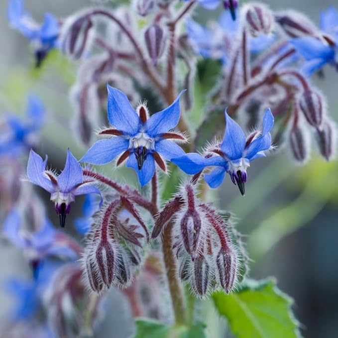 Borage Borago herb seeds