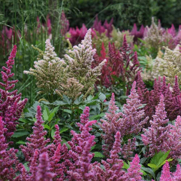 Mixed Astilbe Flower Seeds for Planting – Heirloom Non-GMO High Germination Organic Seeds
