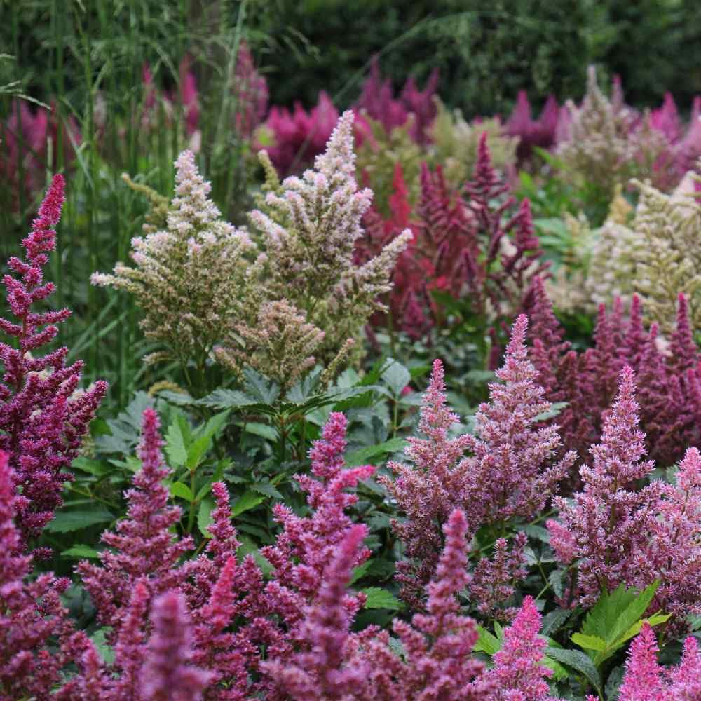 astilbe astilbe flower seeds
