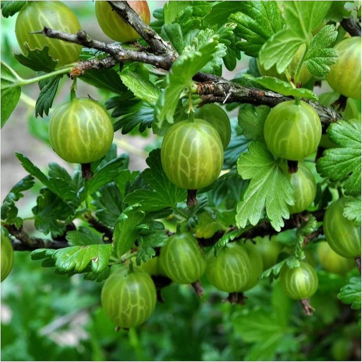 European Gooseberry Seeds (Ribes uva-crispa) for Planting – Heirloom Non-GMO Organic Garden Seeds High Germination Vitamin C Rich Fruit Seeds