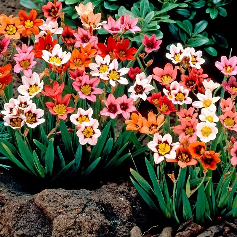 tricolor sparaxis flower seeds