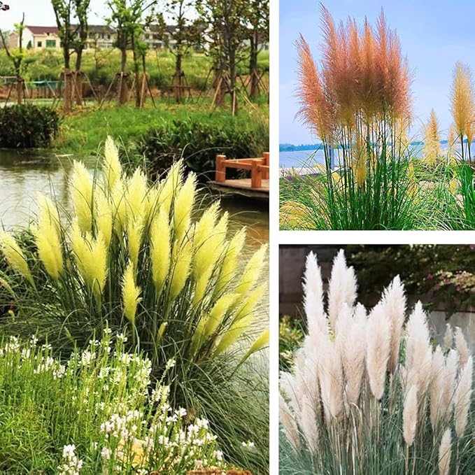 grass plant flower seeds