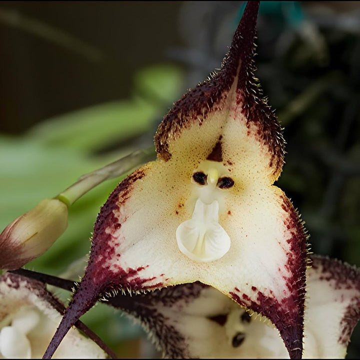 Brown Monkey Face Orchid Flower Seeds – Heirloom, Non-GMO, High Germination Seeds
