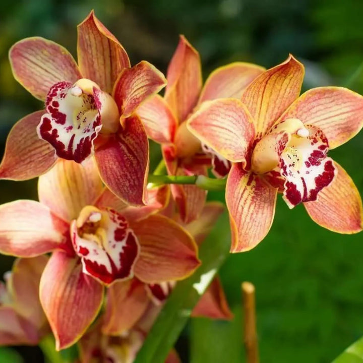 Orange Cymbidium Flower Seeds – Heirloom, Non-GMO, High Germination Seeds