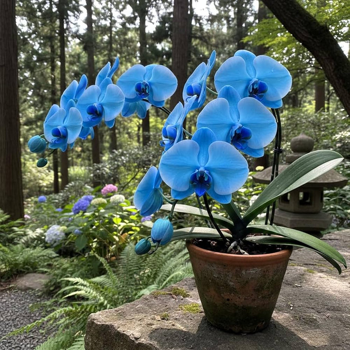 Blue Orchid Seeds Flower Seeds – Heirloom, Non-GMO, High Germination Seeds