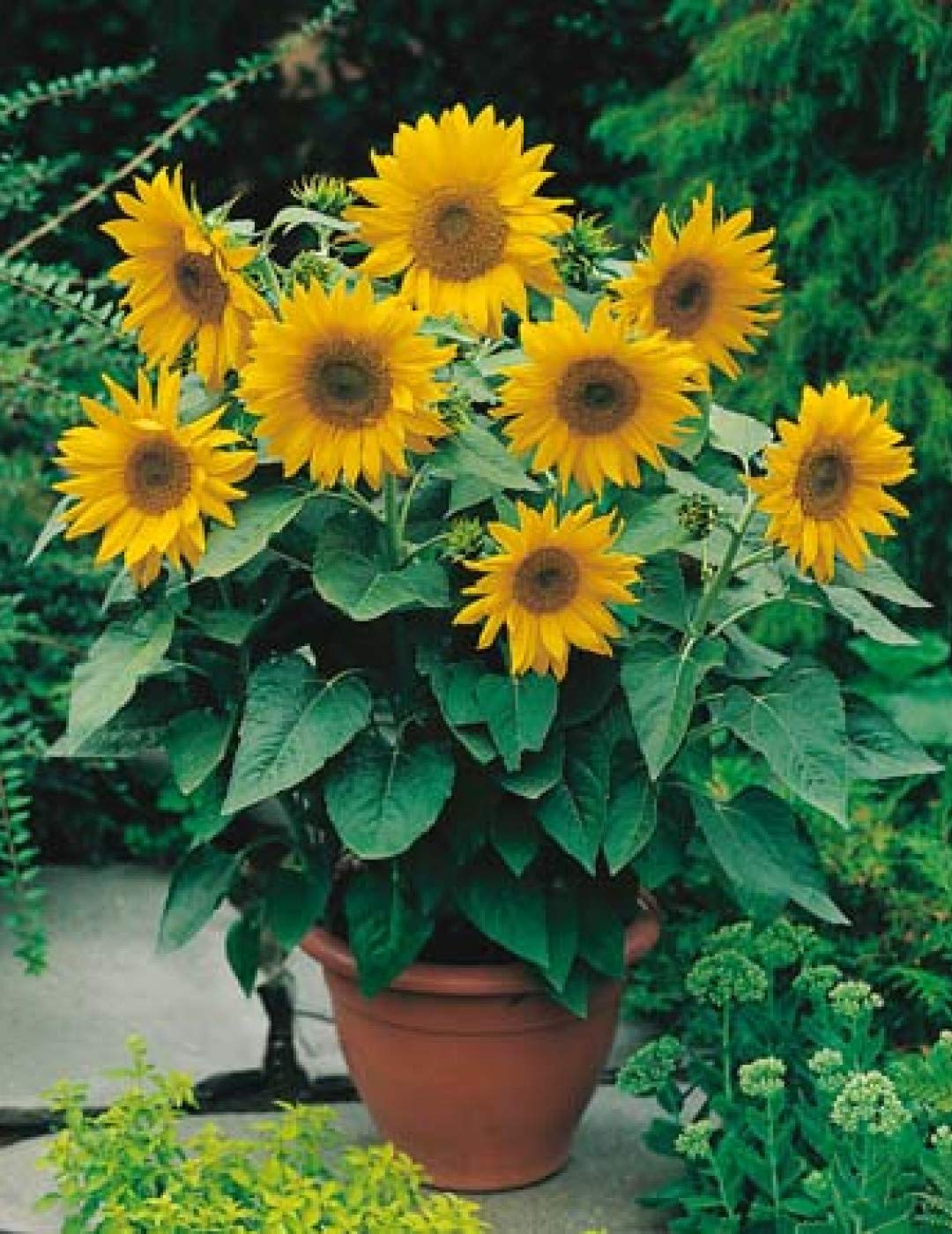 sunflower mix flower seeds