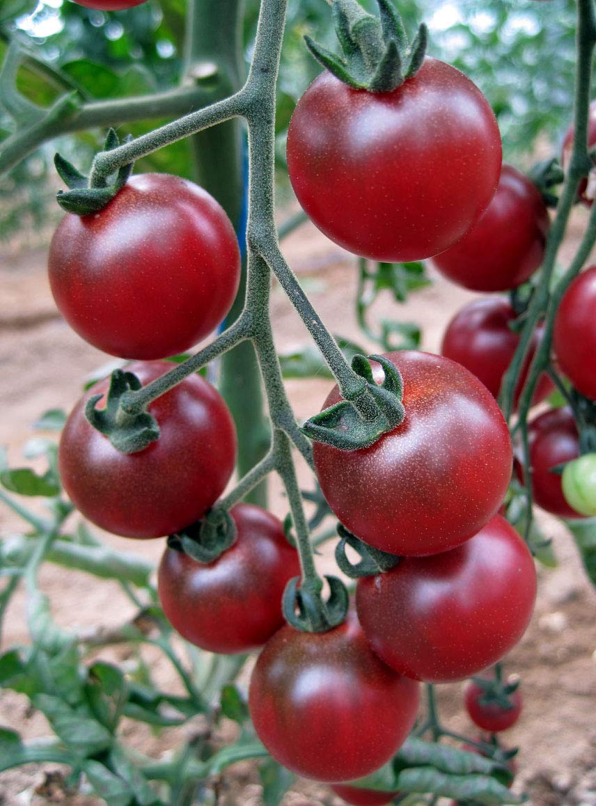 rosella tomato flower seeds
