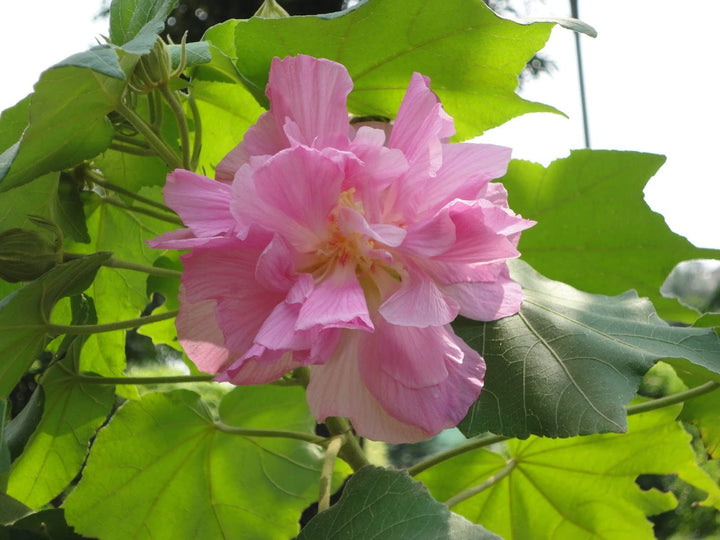 Pink Hibiscus Sabdariffa Flower Seeds – Heirloom, Non-GMO, High Germination Seeds