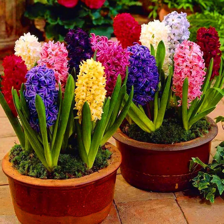 Hyacinth Flower Seeds Mixed – Heirloom, Non-GMO, High Germination Seeds