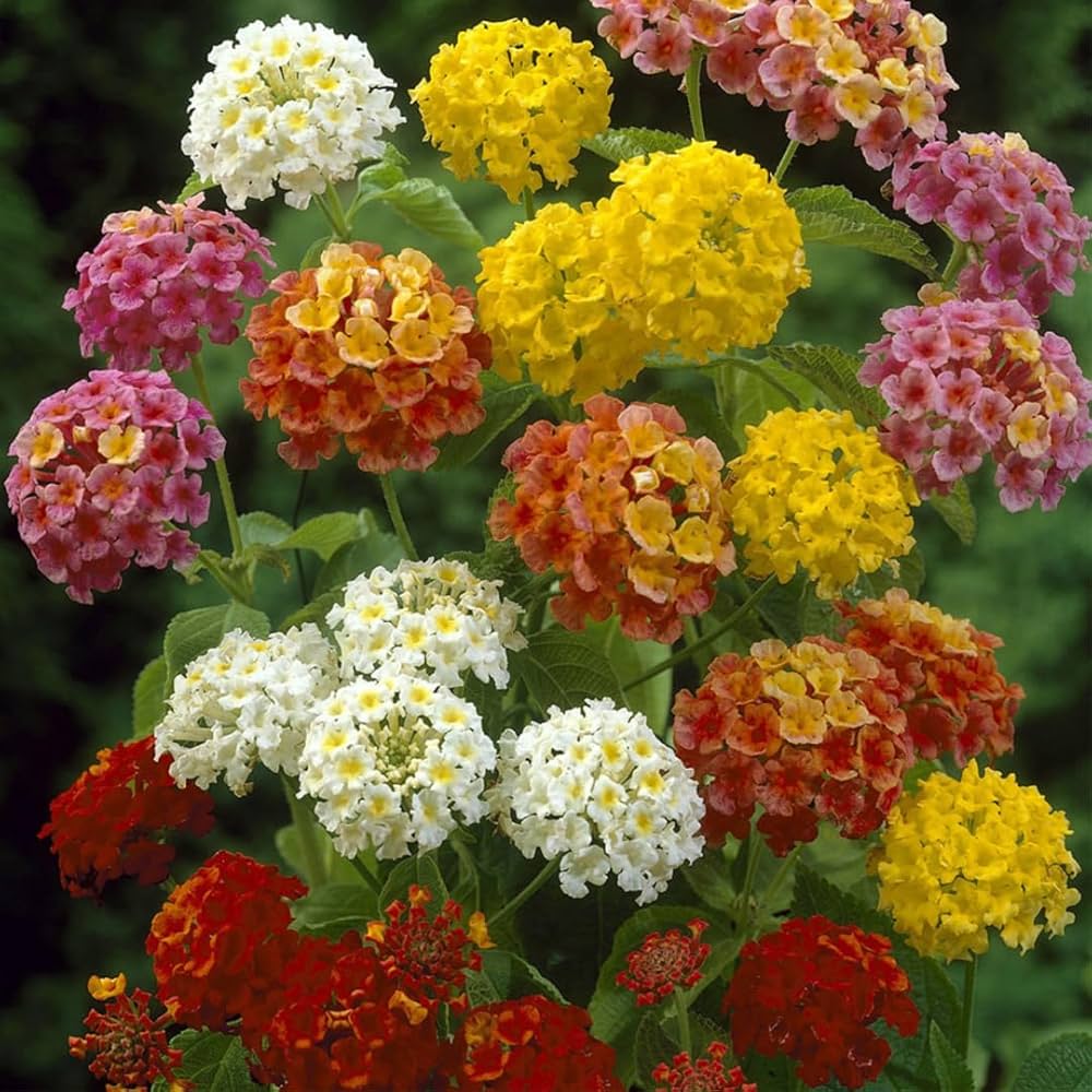 Lantana Camara Flower Seeds Mixed – Heirloom, Non-GMO, High Germination Seeds