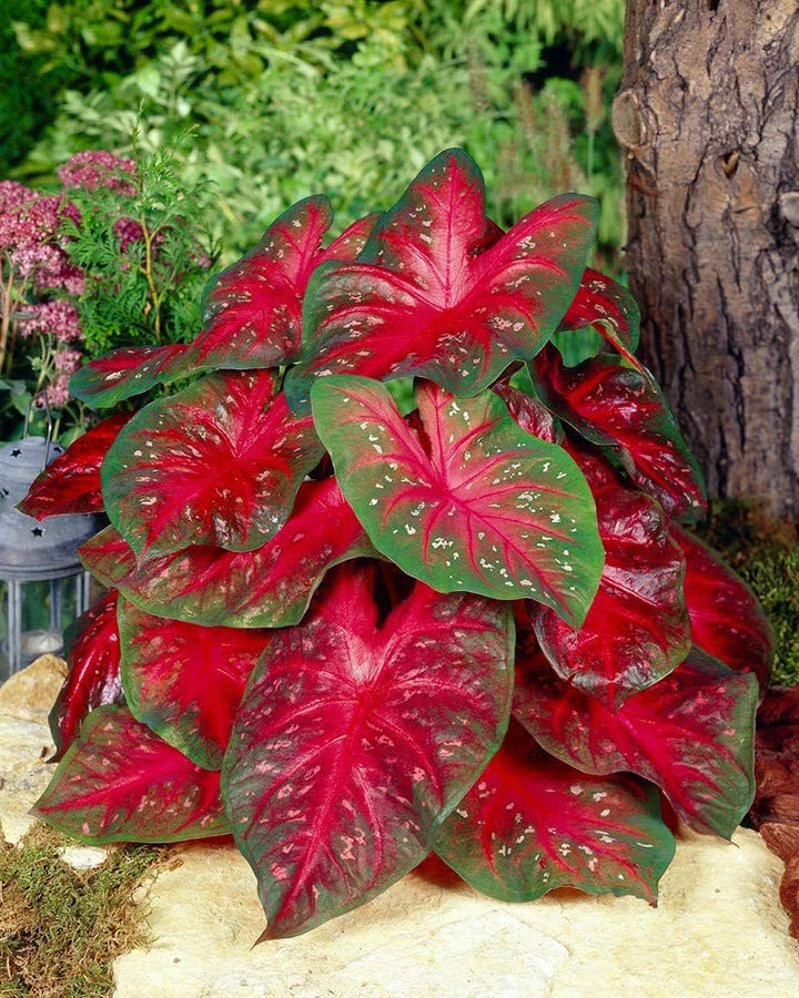Caladium Flower Seeds – Heirloom, Non-GMO, High Germination Organic Seeds, Seeds for Planting, Organic Garden Seeds