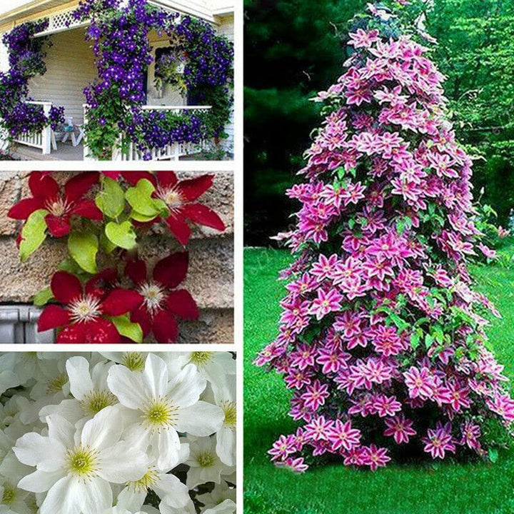 Semillas Mixtas de Flores de Clematis – Cimarrón, No-Transgénico, Semillas de Alta Germinación