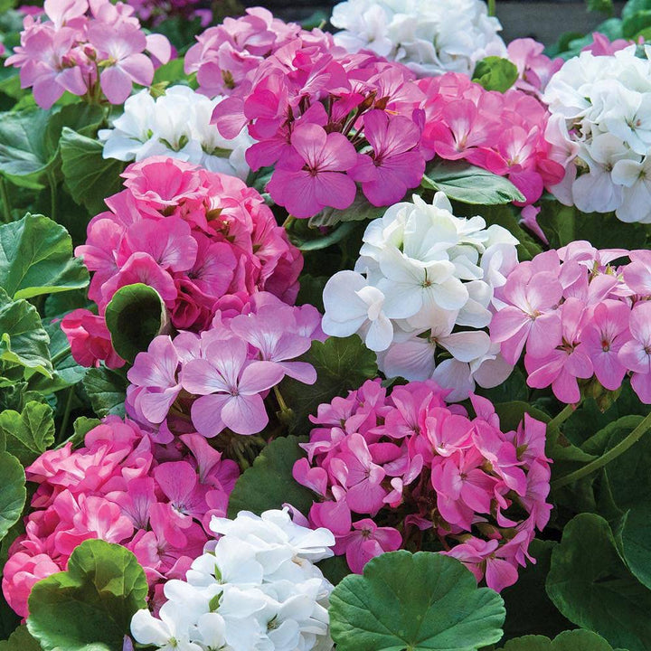 Geranium Flower Seeds Heirloom Non-GMO High Germination Seeds for Planting