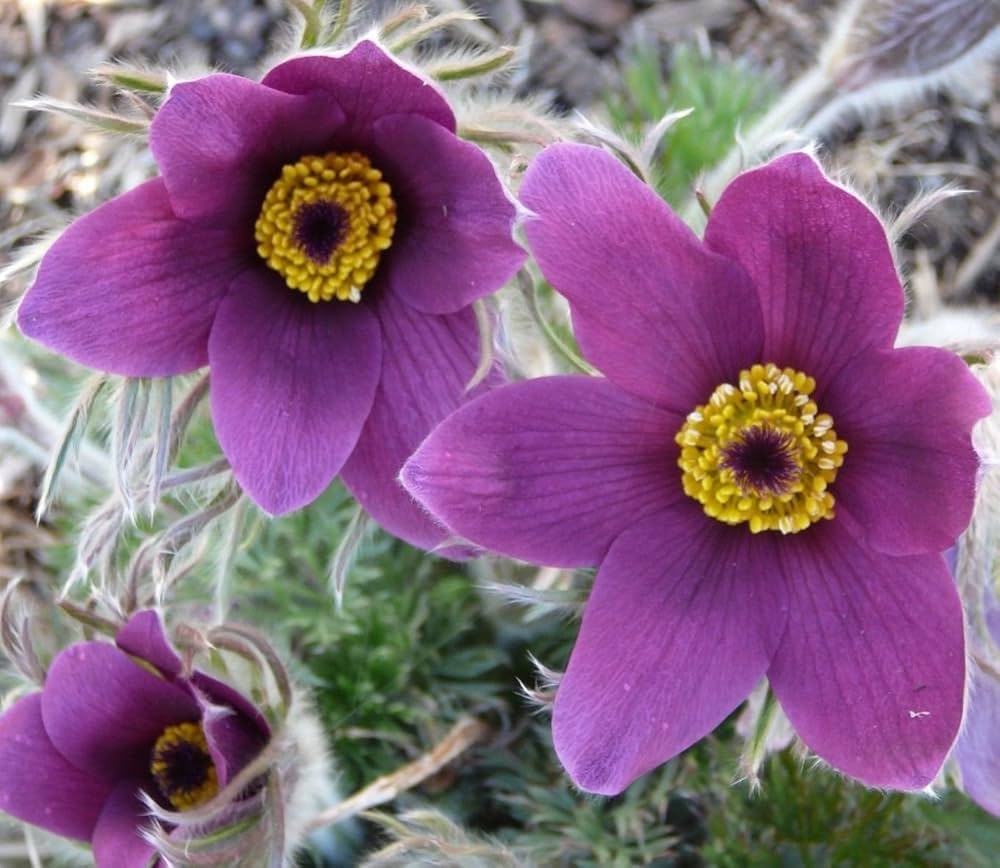 violet pasque flower seeds