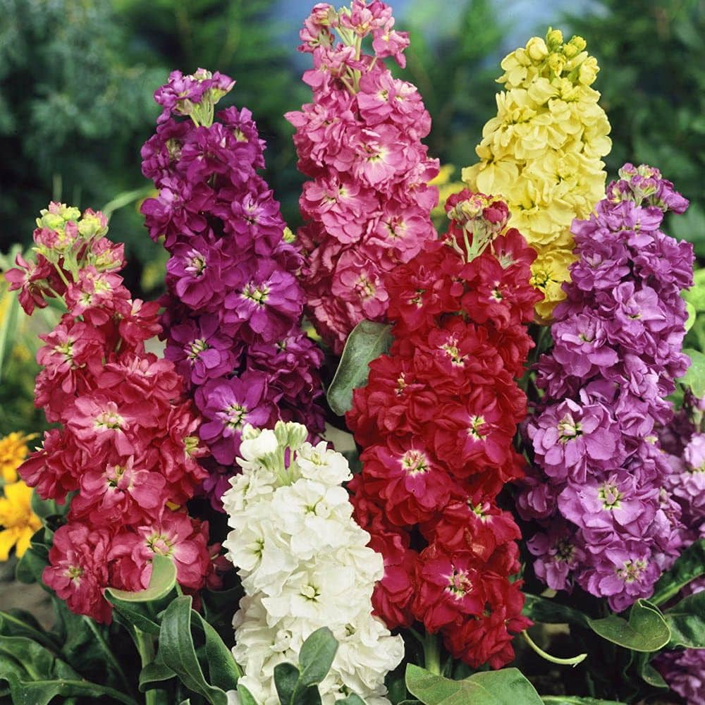 imperial blend flower seeds