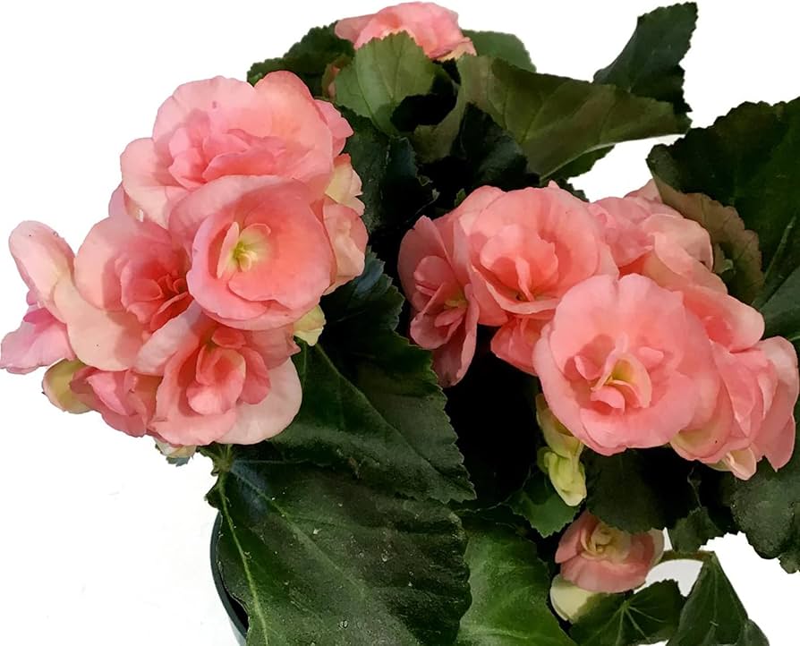 pelleted begonia flower seeds