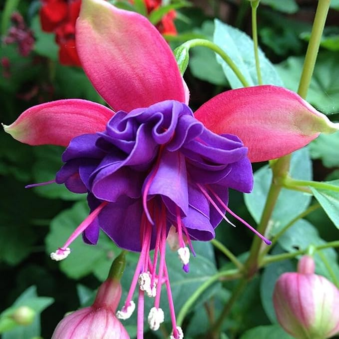 fuchsia flower flower seeds