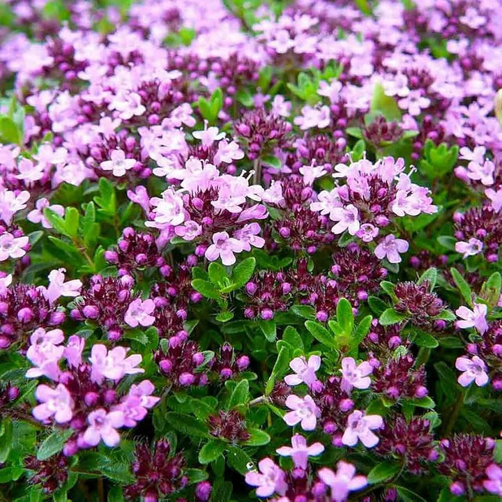 Serpyllum Flower Seeds for Planting – Heirloom, Non-GMO, High Germination Organic Garden Seeds