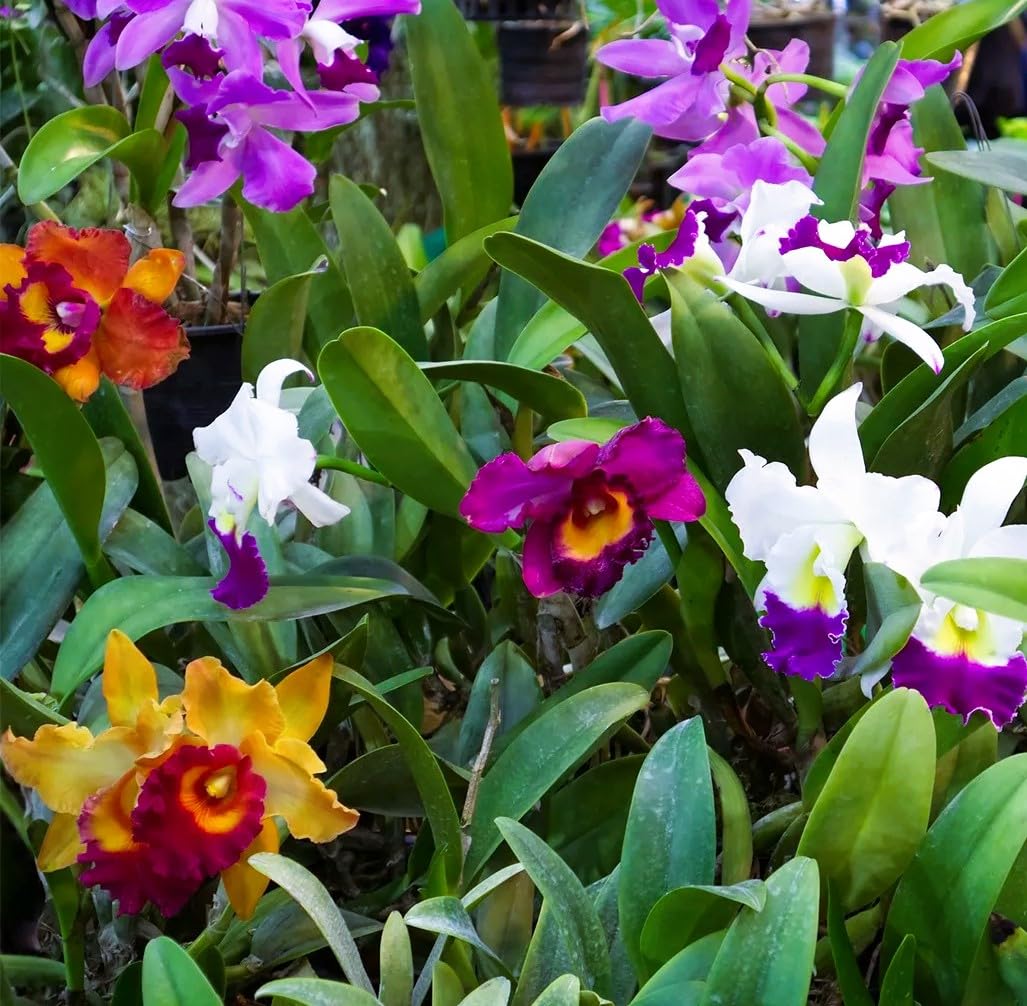 Mixed Cattleya Flower Seeds – Heirloom, Non-GMO, High Germination Seeds for Planting