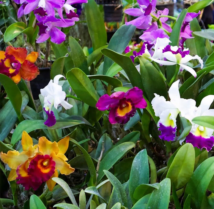 Mixed Cattleya Flower Seeds – Heirloom, Non-GMO, High Germination Seeds for Planting