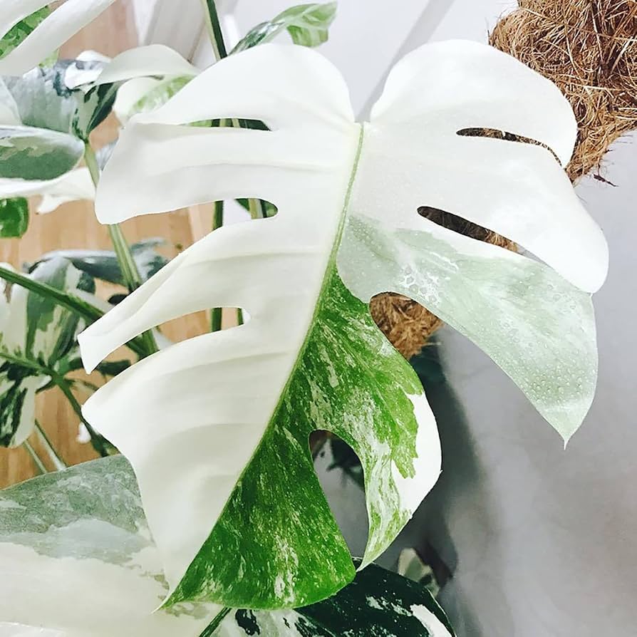 Green Monstera Flower Seeds – Heirloom, Non-GMO, High Germination Seeds