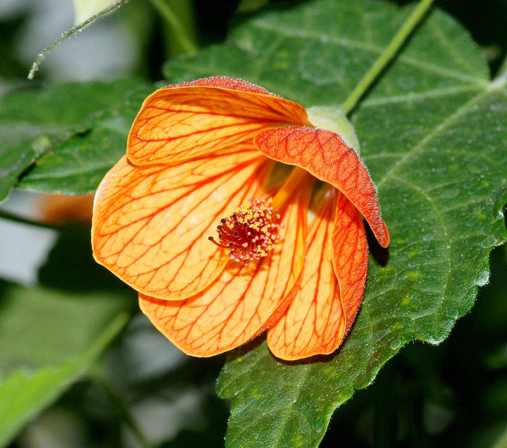 Orange Abutilon Striatum Flower Seeds – Heirloom, Non-GMO, Organic Garden Seeds