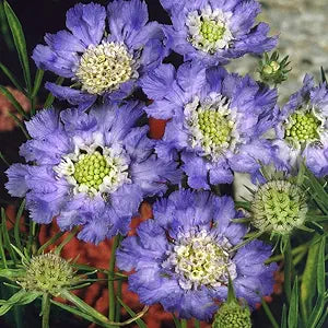 pincushion flower flower seeds