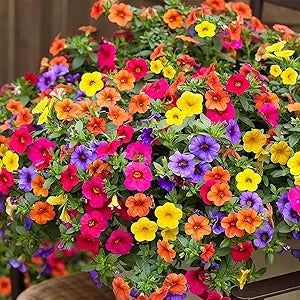 mixed hanging flower seeds