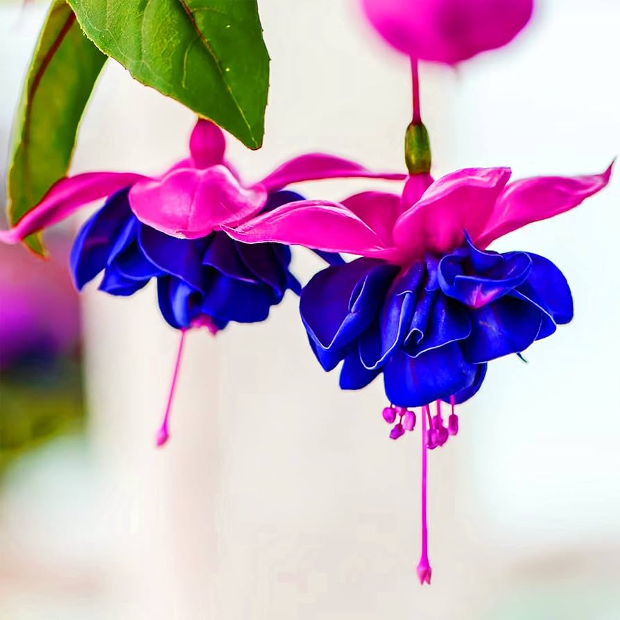 blue red flower seeds