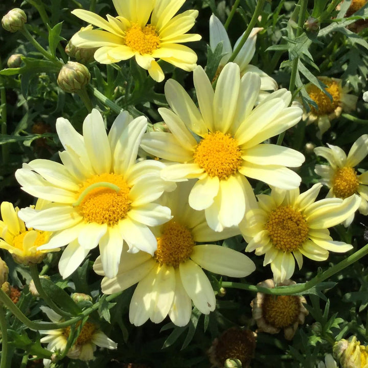 Yellow Marguerite Flower Seeds – Heirloom, Non-GMO, High Germination Organic Seeds