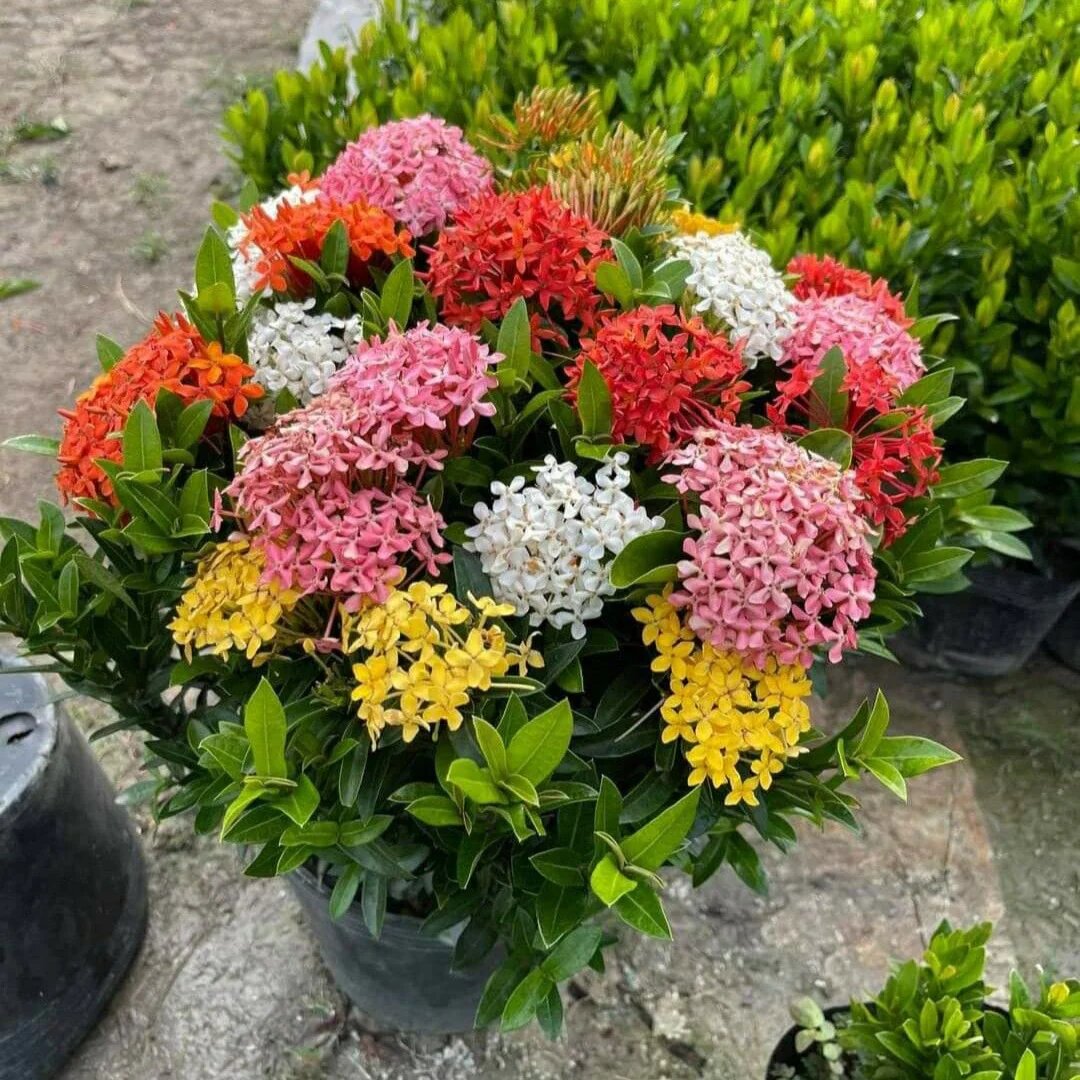 Mixed Ixora Flower Seeds – Heirloom, Non-GMO, High Germination Organic Garden Seeds