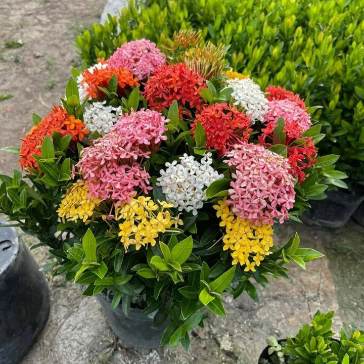 Mixed Ixora Flower Seeds – Heirloom, Non-GMO, High Germination Organic Garden Seeds