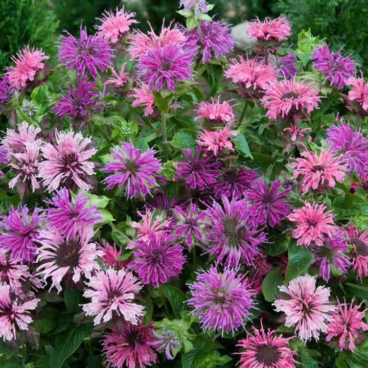 Monarda Didyma Flower Seeds – Heirloom, Non-GMO, High Germination Seeds