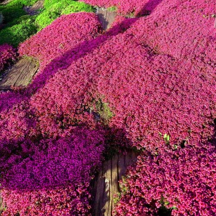 Rosa Kriechender Thymian Blumensamen – Alte Sorte gentechnikfrei hohe Keimfähigkeit