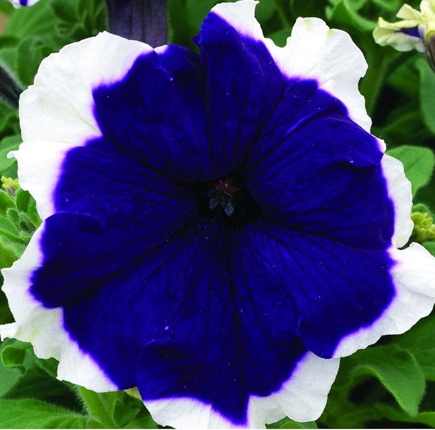 petunia pelletierte flower seeds