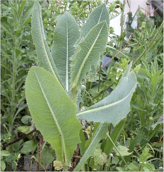 wild lettuce flower seeds
