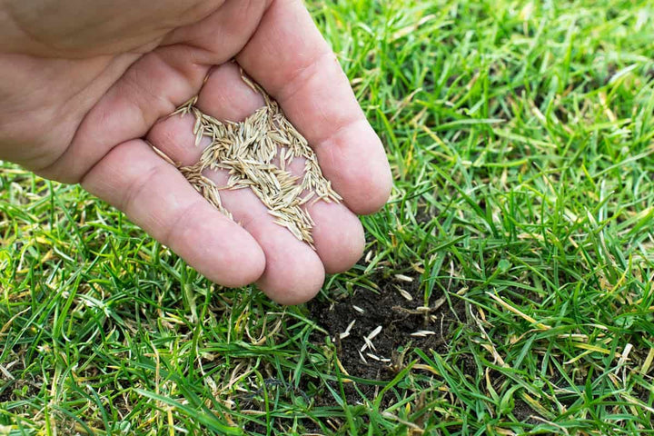 Bermuda Grass Seeds for Planting