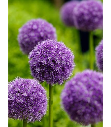 Giant Armeria Flower Seeds Purple – Heirloom, Non-GMO, High Germination Seeds
