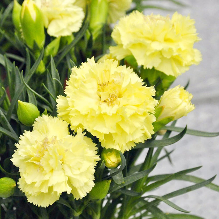 Carnation Flower Seeds Yellow – Heirloom, Non-GMO, High Germination Organic Garden Seeds