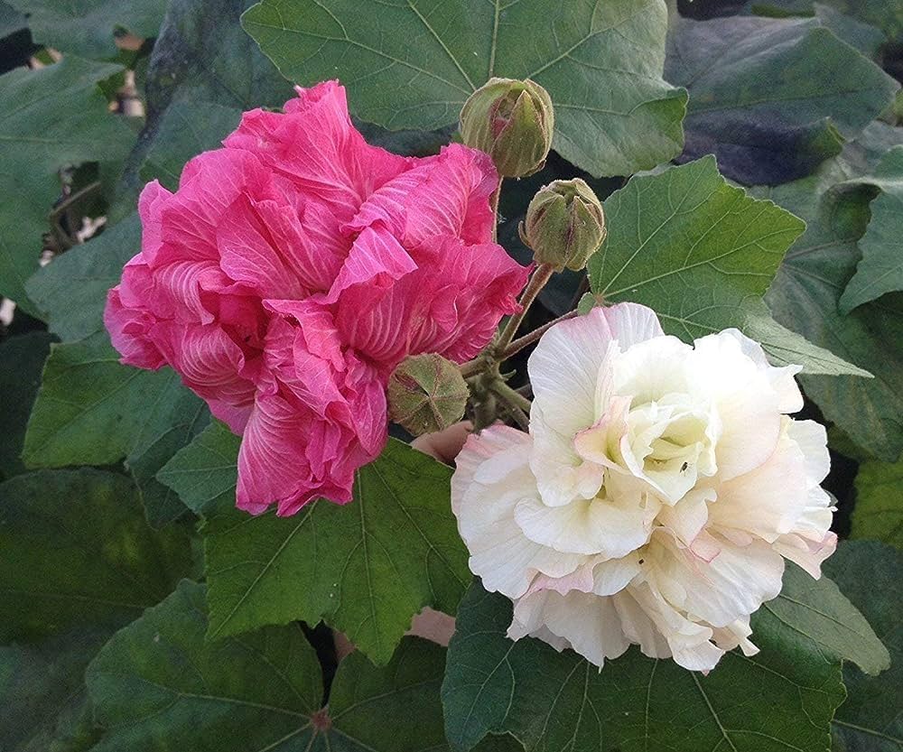 Hibiscus Mutabilis Color Change Flower Seeds Heirloom Non-GMO High Germination Organic Garden Seeds for Planting