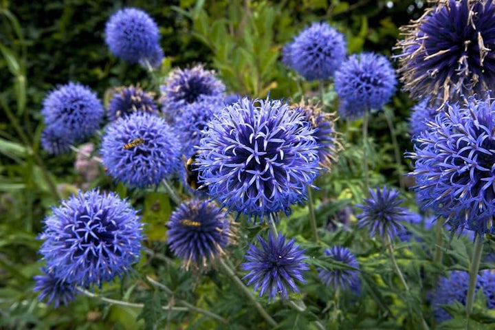 Globe Thistle Flower Seeds for Planting