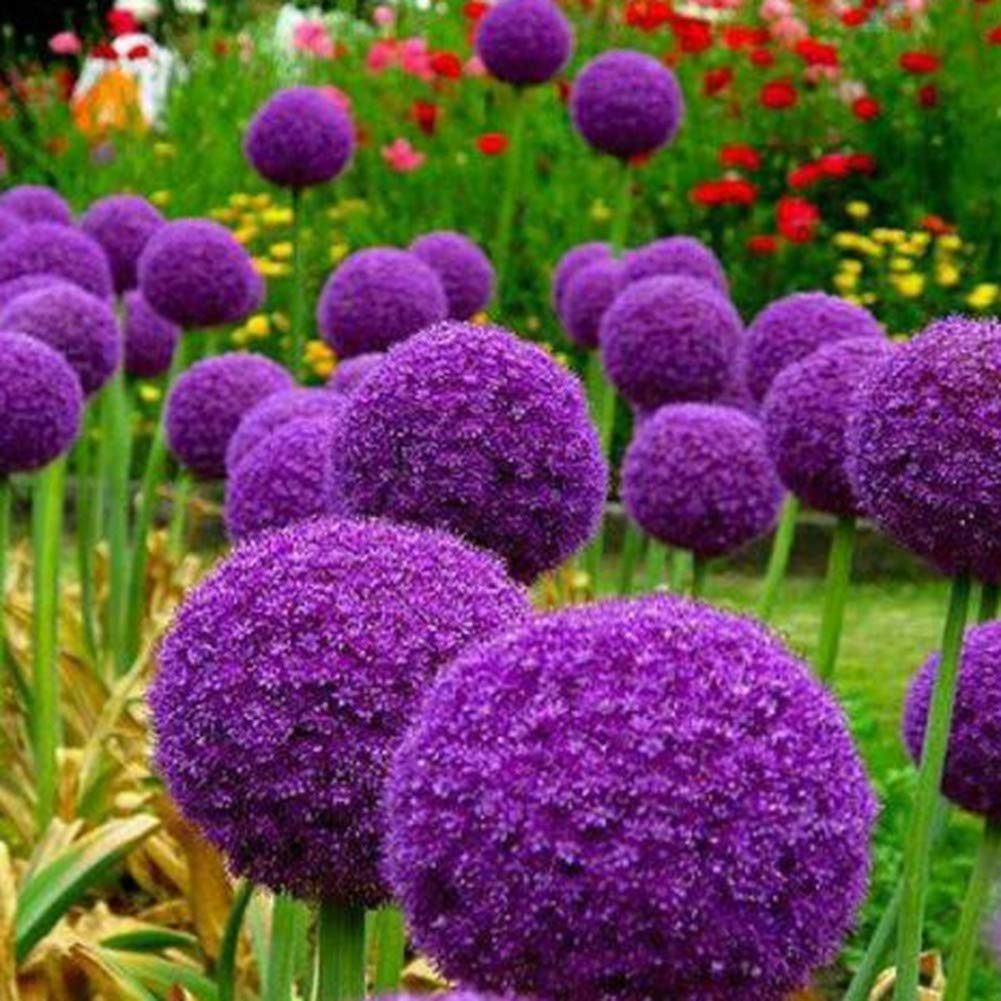 giant allium flower seeds